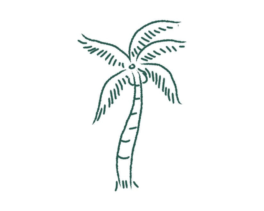 Simple line drawing of a palm tree on a white background